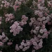 안영˚*の画像