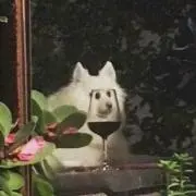 hioの画像