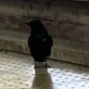 Youの画像