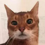 ともの画像