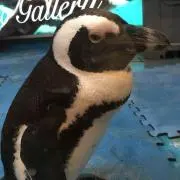 MMMの画像