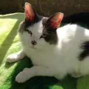 けけけ