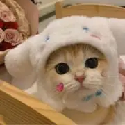 ほっち【他の出品もご覧下さい‼️】の画像