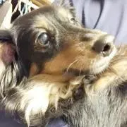 てっつ