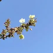 あやの画像