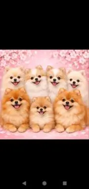 メープル