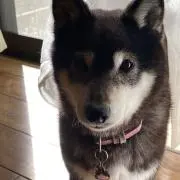 りあん