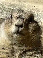 リス