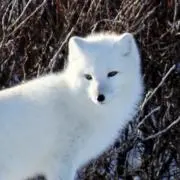 北極ギツネの画像