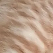 はちの画像