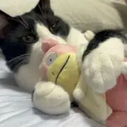 ねこ大王の画像