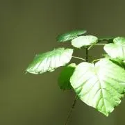 ぱるの画像