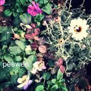 peewee37の画像