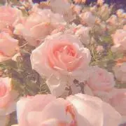 Rose‪‪❤︎‬の画像