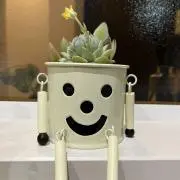 AAO