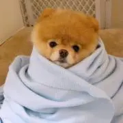 あおいの画像