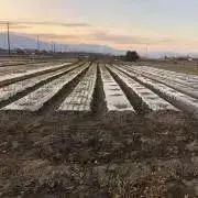 農家直送⭐️岐阜の富有柿の画像