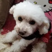 りゅうくん