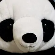 ピラニア