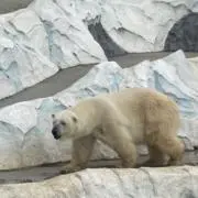 しろの画像