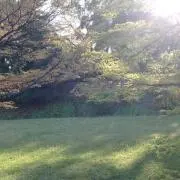 ACOの画像