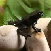 てつ。