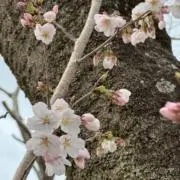 西園寺の画像