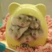 じゅん