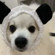 ナナの画像