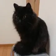 ディナル