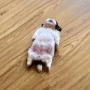 コジローの画像