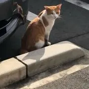 さくななの画像