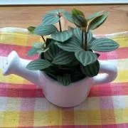 choco＊mintの画像