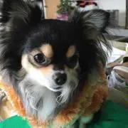 コウメ