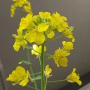 ＊りな＊プロフお読みくださいませ。の画像