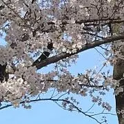 サクラの画像