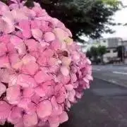 あさいの画像