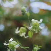Pepeの画像