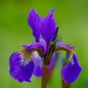 菖浦の画像
