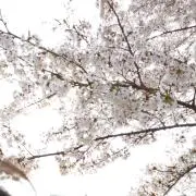 ききみゅぅ