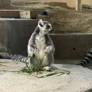 即購入ok！ PLの画像