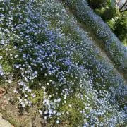 りんごママの画像