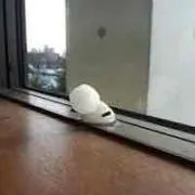 ゆゆゆ