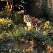 にっくの画像