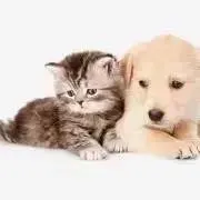 Nikiの画像