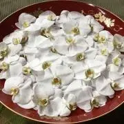 モリの画像