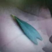 ぴー