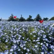 あぴぷぅの画像