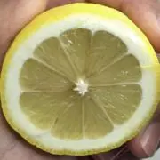 しょちぇの画像