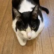 チロルの画像